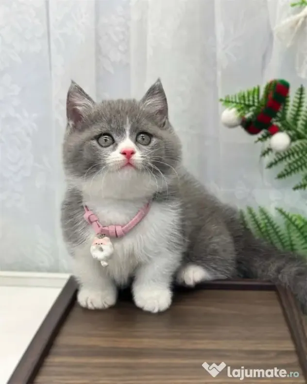 British Shorthair femela disponibila