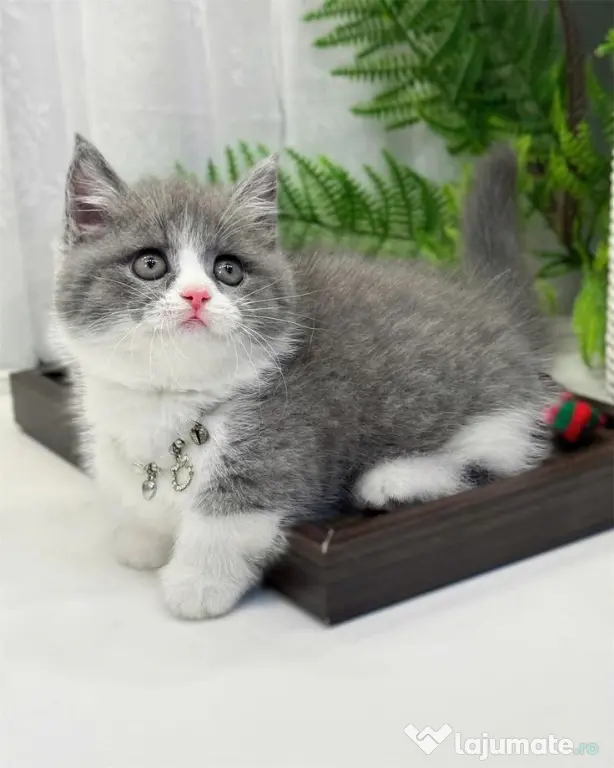 British Shorthair femela disponibila
