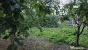 Casă cu potențial, 4 camere, lângă pădure-Jud Giurgi...