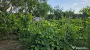 Casă cu potențial, 4 camere, lângă pădure-Jud Giurgi...
