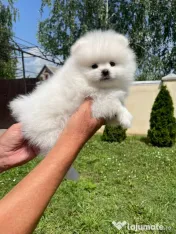Nina disponibilă disponibilă 