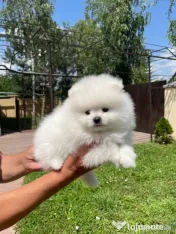 Nina disponibilă disponibilă 