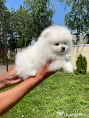 Nina disponibilă disponibilă 