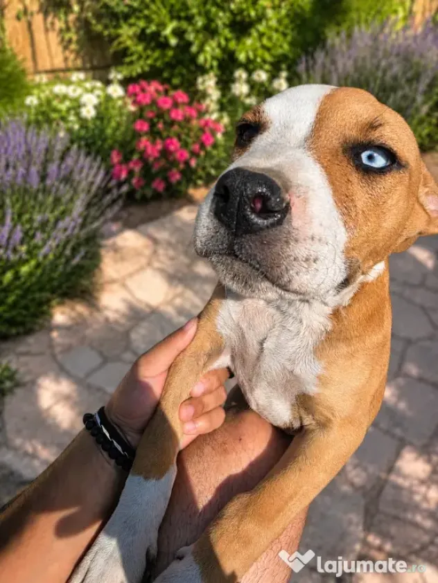 🐾 Pui Amstaff superbi, 3 luni