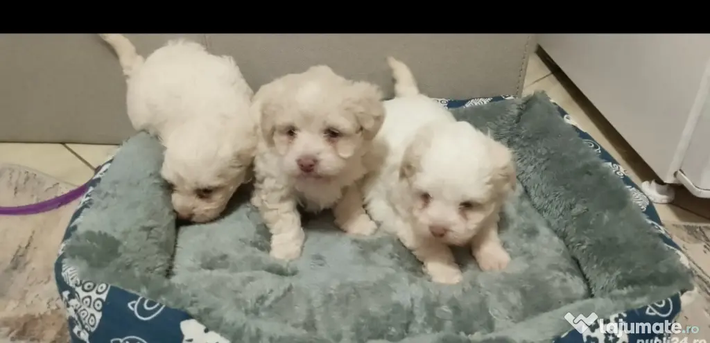 Bichon Maltez
