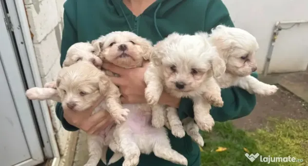 Bichon Maltez