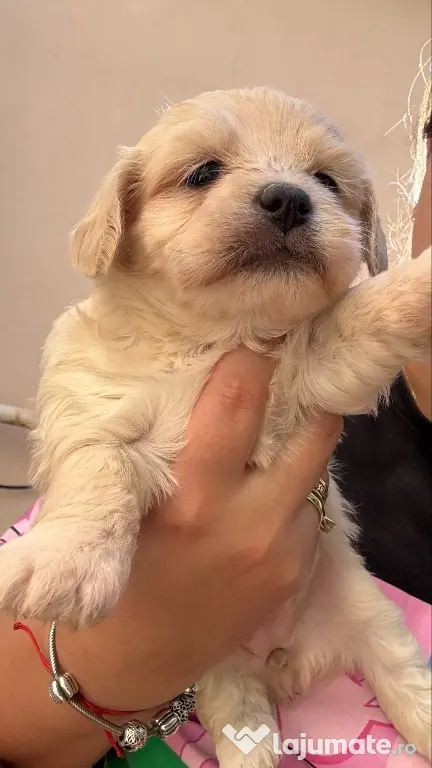 Bichon Maltez