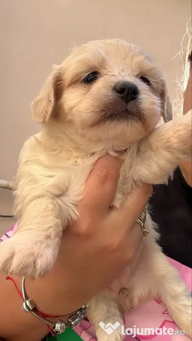 Bichon Maltez