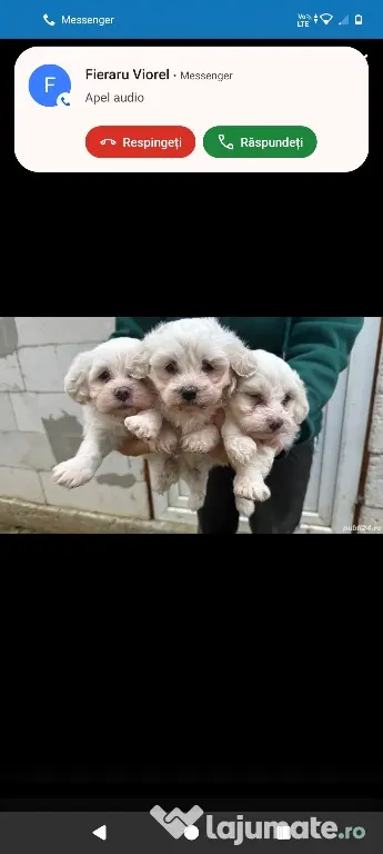 Bichon Maltez