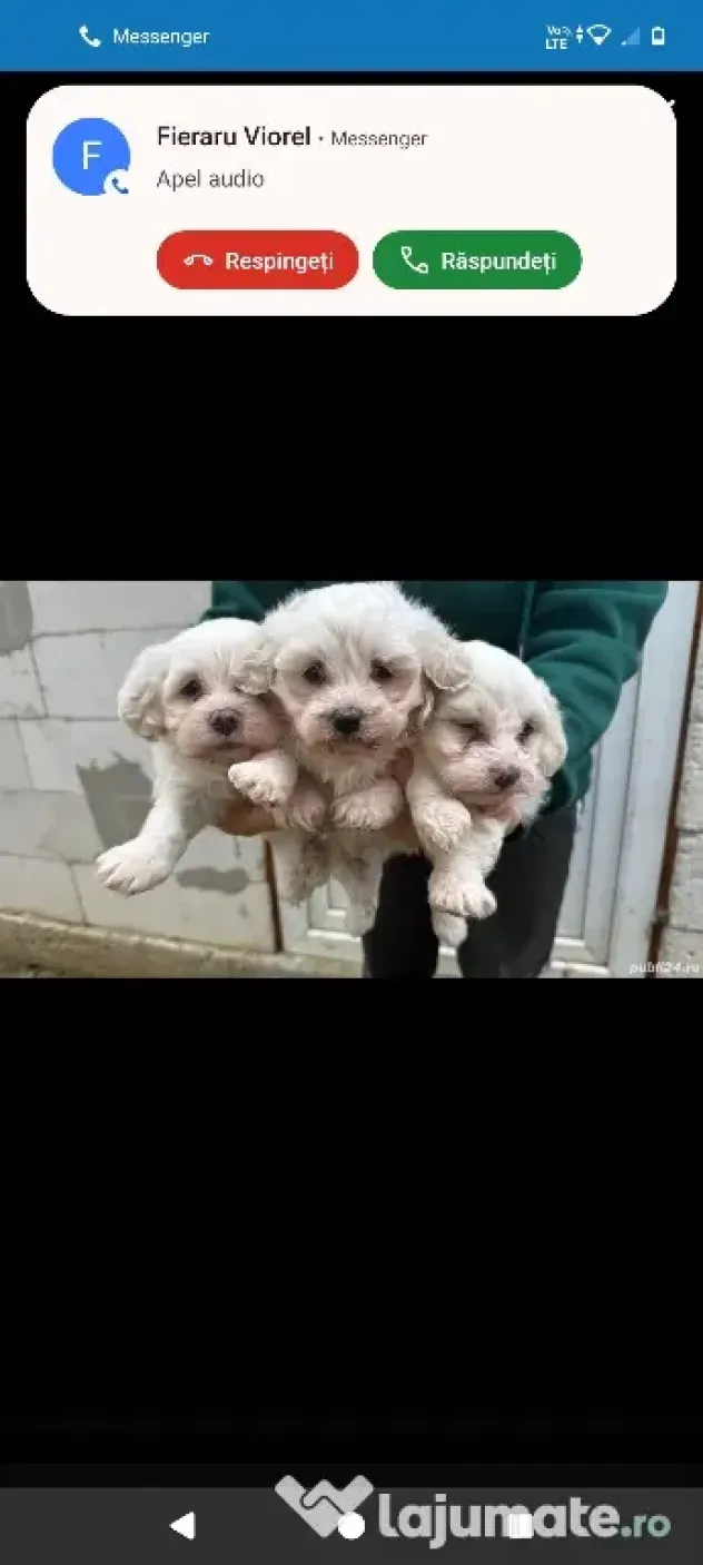 Bichon Maltez