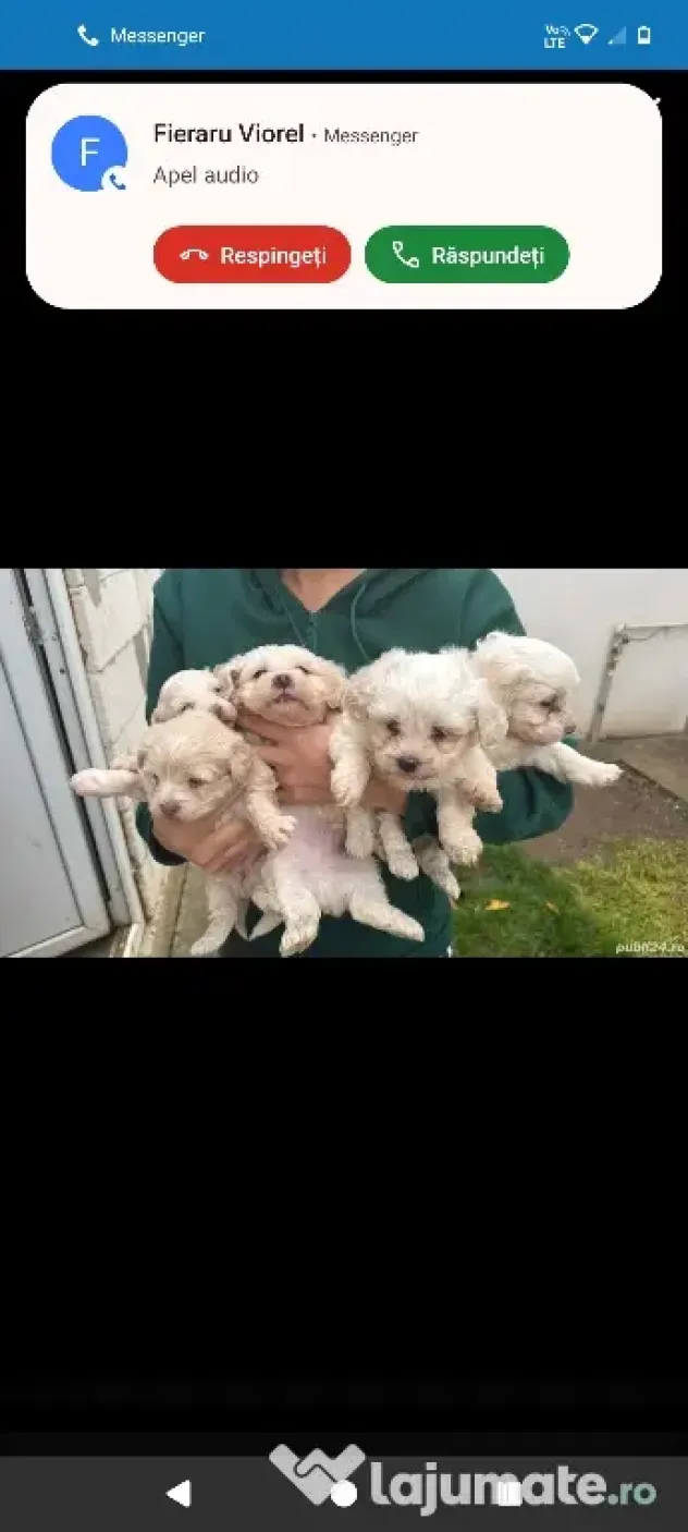 Bichon Maltez