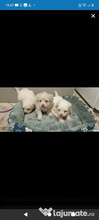 Bichon Maltez