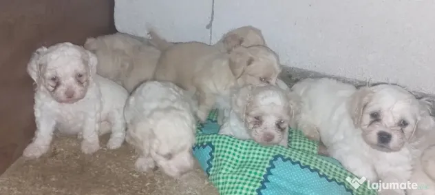 Bichon Maltez