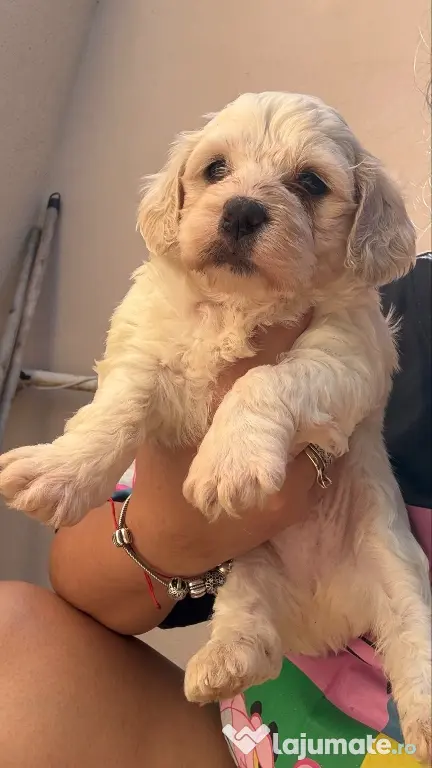 Bichon Maltez