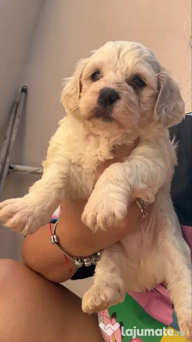 Bichon Maltez