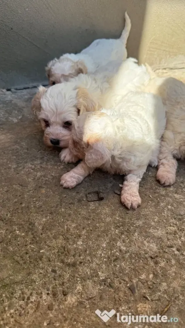 Bichon Maltez