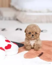 puppy pudel maltippo 