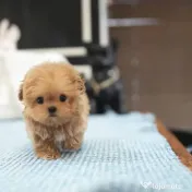 puppy pudel maltippo 