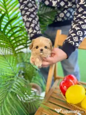 puppy pudel maltippo 