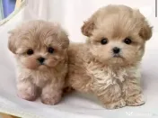 puppy pudel maltippo 