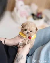 puppy pudel maltippo 