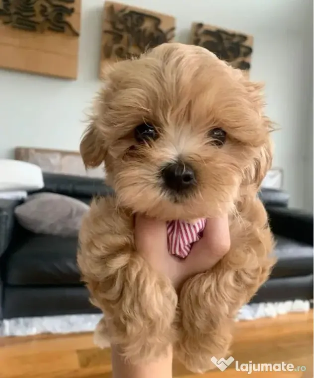 Maltipoo poodle mini toy