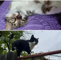 Donam 2 pisici iubitoare