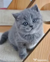 brirish shorthair blue de excepție 