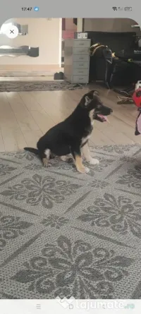 donez Ciobanesc german 