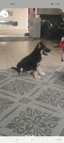 donez Ciobanesc german