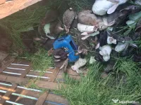 5 adulți de anul asta sau 5 carcase iepuri  la doar 200 lei 