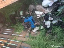 5 adulți de anul asta sau 5 carcase iepuri  la doar 200 lei
