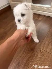 Vând pui de Bichon 