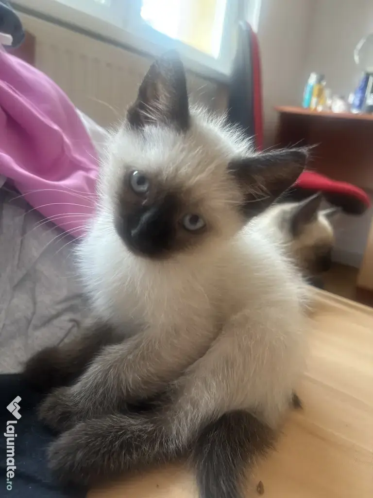 Puiuti siamezi pret negociabil