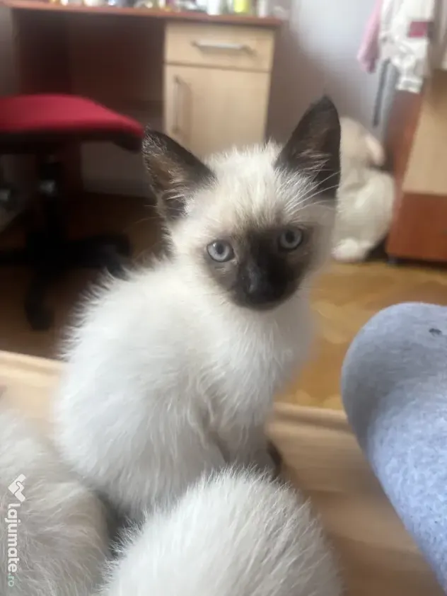 Puiuti siamezi pret negociabil