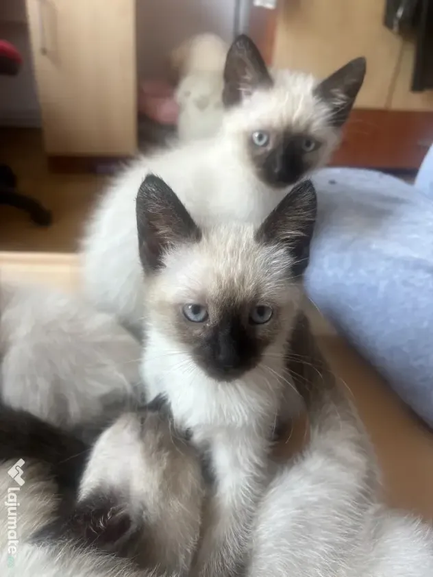 Puiuti siamezi pret negociabil
