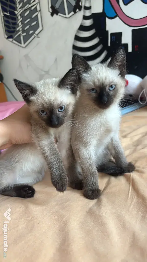Puiuti siamezi pret negociabil