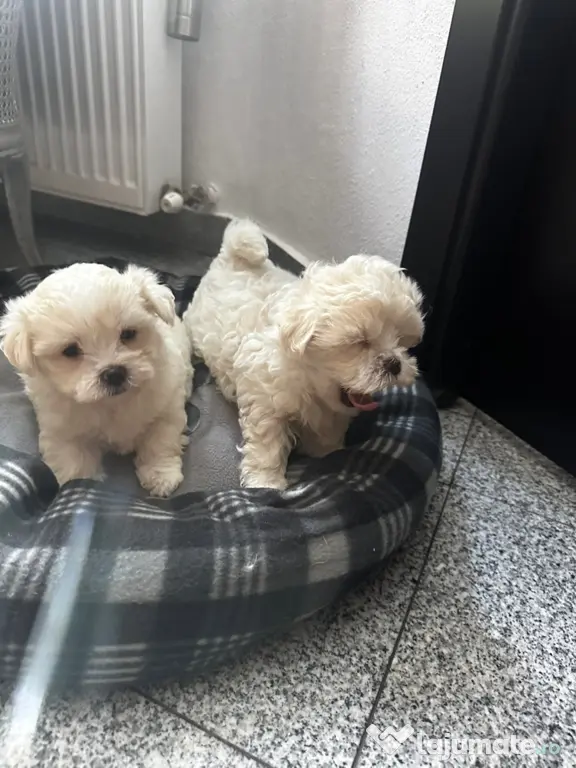 Bichon Maltez