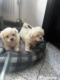 Bichon Maltez