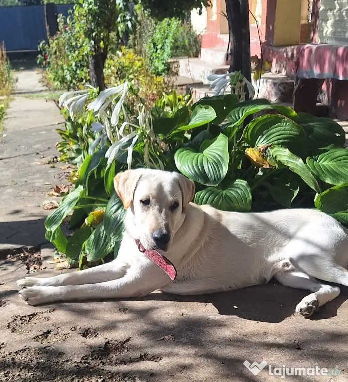 OFERTA! Labrador Retriever, baietel, pret 600 de lei