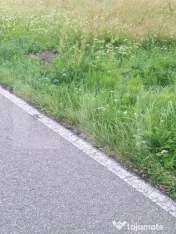 Teren de vanzare, 5800 mp, zona Jena 