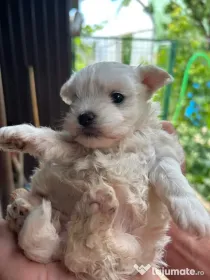 Cățelușe bichon maltez