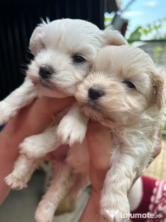 Cățelușe bichon maltez