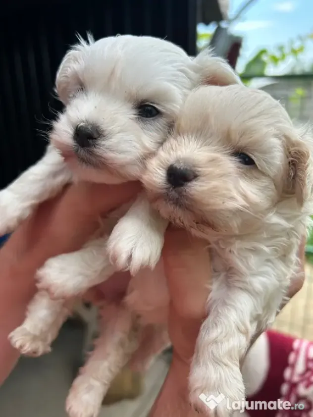 Cățelușe bichon maltez