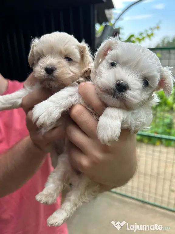 Cățelușe bichon maltez