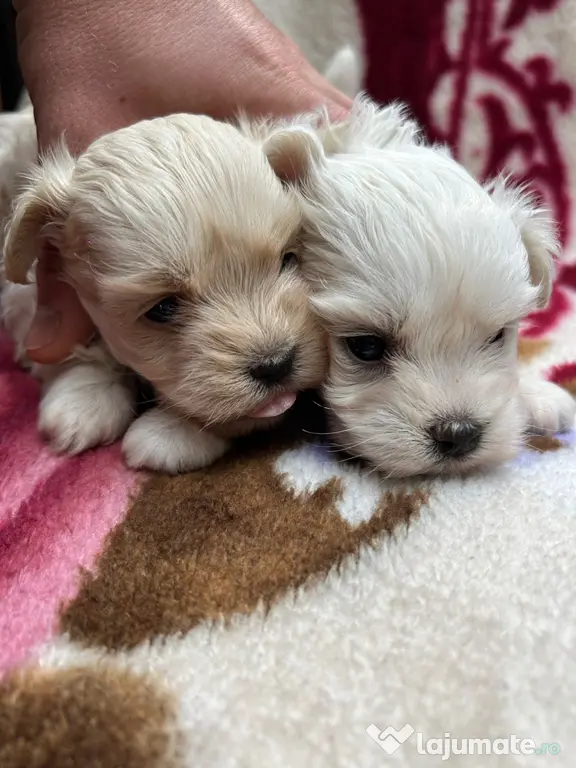 Cățelușe bichon maltez