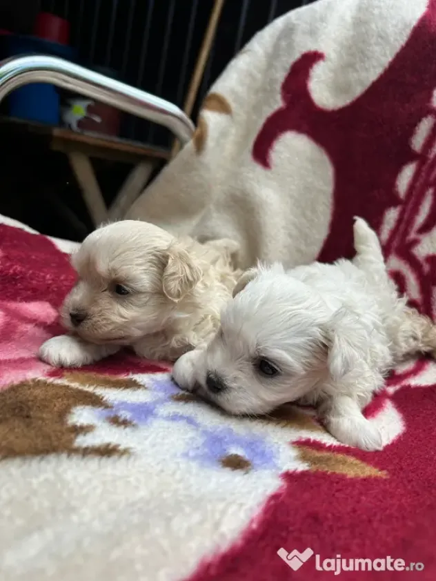 Cățelușe bichon maltez