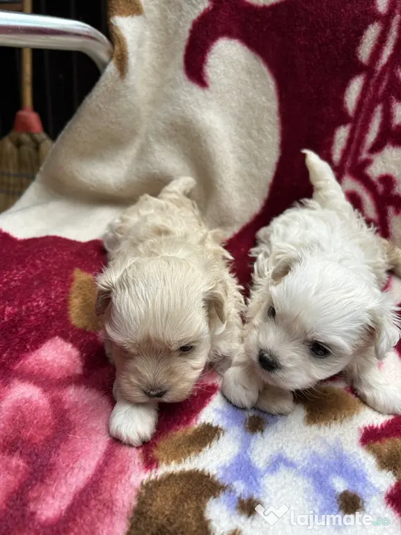 Cățelușe bichon maltez