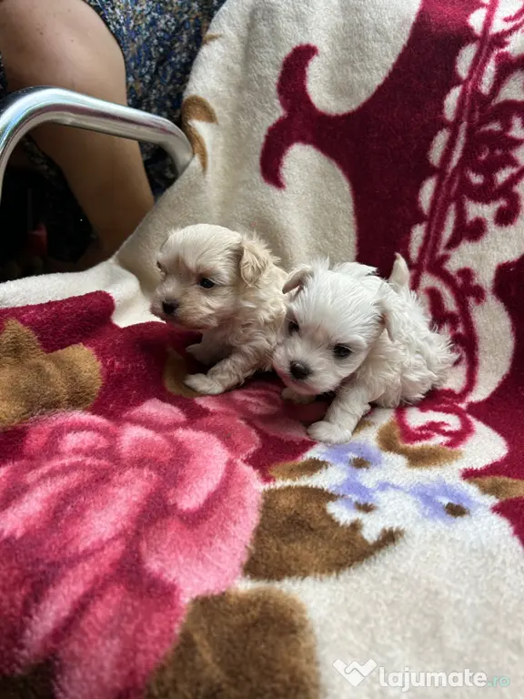 Cățelușe bichon maltez