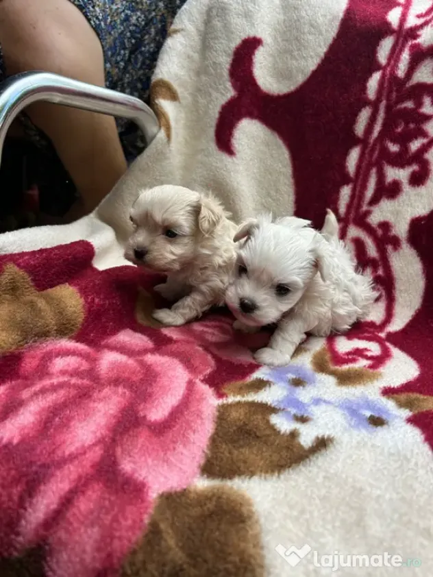 Cățelușe bichon maltez